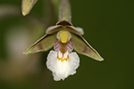 Galerie orchidées des milieux humides
