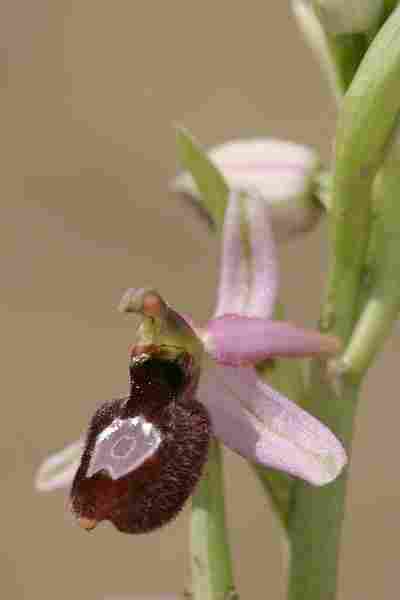 Agrandir IMG_5176.jpg
