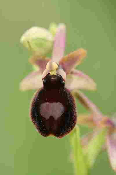 Agrandir ophmagxophpas_3450.JPG